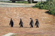 Cape Agulhas Full Day tour