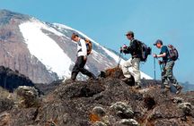 Kilimanjaro day hike on the Shira Plateau from / to Moshi