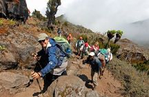 Kilimanjaro day hike on the Shira Plateau from / to Moshi