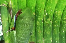 Combo Rainforest Bijagua and Floating