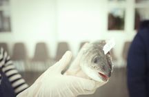 Private Mediterranean Fish Cooking Workshop with Irena