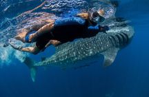 Whale Shark Swimming Adventure from Cancun & Riviera Maya - Seasonal June/Sept
