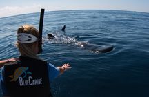 Whale Shark Swimming Seasonal Adventure from Tulum