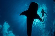 Whale Shark Swimming Seasonal Adventure from Tulum