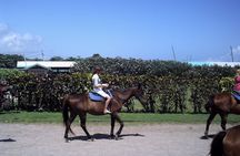 Horseback Riding, Blue Hole, Dunn's River, River Rafting and Tubing Private Tour