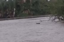 River Gambia National Park Hippos Chimpanzees