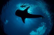 Whale Shark Swimming Adventure from Cancun & Riviera Maya - Seasonal June/Sept