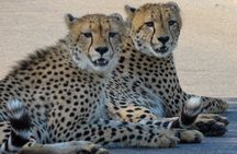 Kruger National Park - Private full day Safari trip.