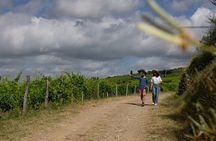 Hiking Tuscany & Chianti Wine - 3 Organic Wineries with lunch