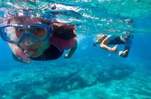 Snorkeling Experience to discover the dolphin inside you!