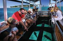 4-Hour Glass Bottom Boat Experience in Punta Cana