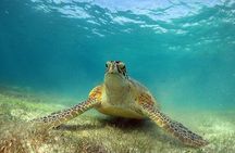 Turtles and Cenote Snorkeling Activity from Tulum