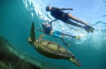 Turtles and Cenote Snorkeling Activity from Tulum