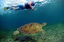Turtles and Cenote Snorkeling Activity from Tulum