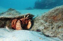 Luxury Snorkeling on Your Vacation Exclusively Private Guaranteed