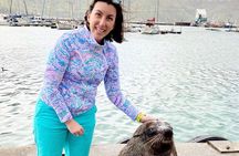  Seal Island, World of Birds and Cape City Center Tour.