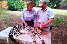 De-wildt cheetah tour