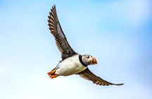 Puffin Tour by RIB Speedboat from Downtown Reykjavik