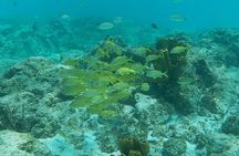 Private Custom Snorkeling and Cruising Experience in Aruba