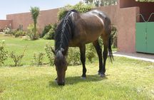 In Marrakesch :Horses ride experience 
