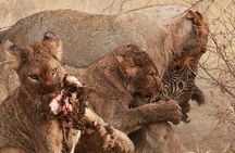Exclusive Night Drive Safari near Hoedspruit