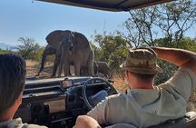Exclusive Morning Game Drive Safari near Hoedspruit