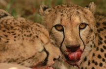 Exclusive Morning Game Drive Safari near Hoedspruit