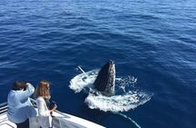 Half-Day Whale Watching Tour from Burnett Heads with Lunch