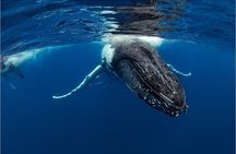 Half-Day Whale Watching Tour from Burnett Heads with Lunch