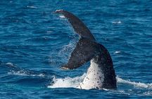 Half-Day Whale Watching Tour from Burnett Heads with Lunch