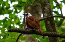 Private Natural History Walk by Pasión Costa Rica