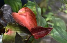 Hunte's Gardens Barbados Half Day Excursion