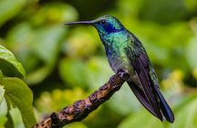 Birdwatching Tour: unlock the wonder, whether beginner or advanced