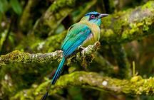 Birdwatching Tour: unlock the wonder, whether beginner or advanced