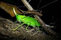 Night Walk Tour: the night life of the forest