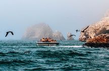 2 Day Tour from Lima: Paracas, Ballestas Island and Huacachina
