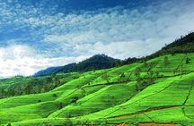 Nuwara Eliya Day Tours with Sri Lanka Friendly Driver 