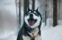 Husky Adventure with 6-10km Safari in Lapland