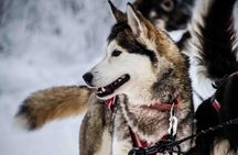 Husky Adventure with 6-10km Safari in Lapland