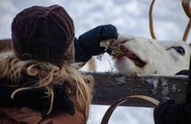 Authentic Reindeer Farm Experience in Rovaniemi