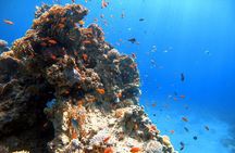 Private Diving Experience in The Heart of Red Sea in Aqaba