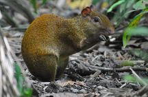 From San José: Carara National Park and Tárcoles River Tour