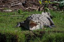 From San José: Carara National Park and Tárcoles River Tour