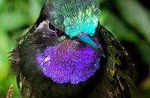 Monteverde Cloud Forest Tour
