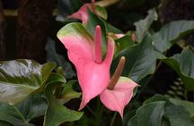 Hunte's Gardens Barbados Half Day Excursion