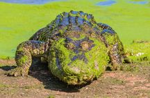 Malcolm Douglas Crocodile Park Tour Including Transportation