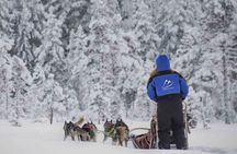 Husky Adventure with 6-10km Safari in Lapland