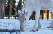 Authentic Reindeer Farm Experience in Rovaniemi