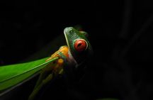 Arenal Night Walk by Canoa Aventura