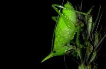Arenal Night Walk by Canoa Aventura